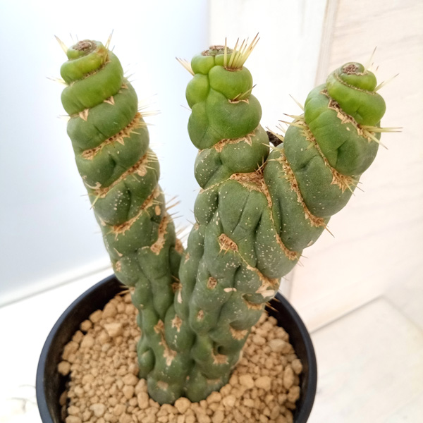 園芸ネット本店｜[ザ・ファームセレクト]サボテン：ユーリキニア