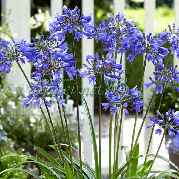 園芸ネット本店｜アガパンサス：エヴァ―サファイヤ3.5号ポット の通販