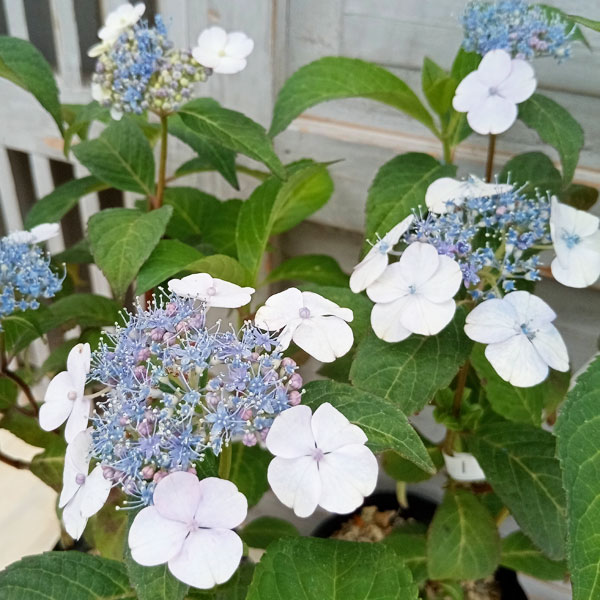 園芸ネット本店｜ヤマアジサイ：アマチャ（甘茶）4-4.5号ポット の通販