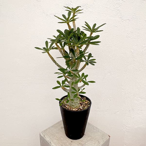 園芸ネット本店｜ドルステニア：ギガス（実生苗）5号23-06 の通販【公式】