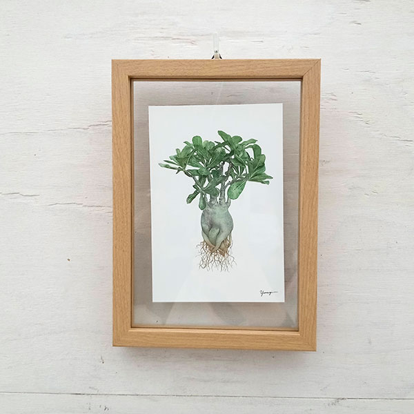 園芸ネット本店｜ボタニカルアート：アデニウム ガラスフレーム（幅