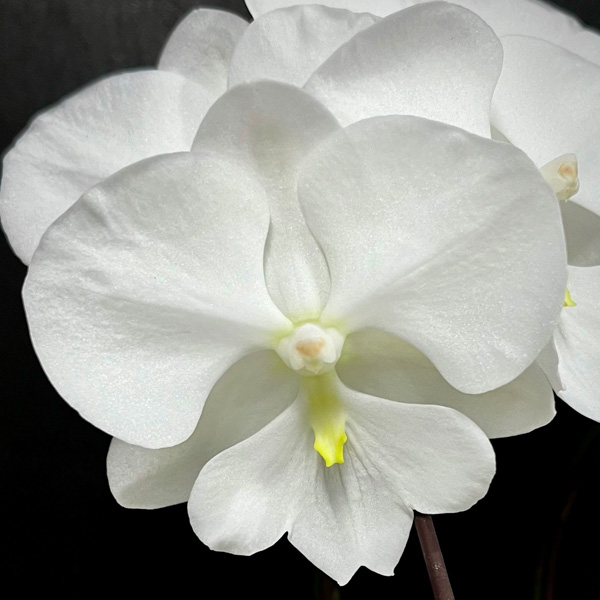 園芸ネット本店｜ミディコチョウラン：スワン2本立ち4号陶器鉢植え の