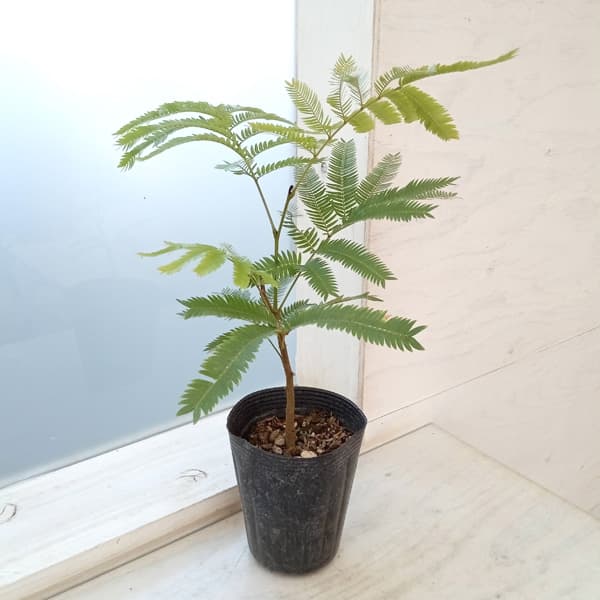 園芸ネット本店｜エバーフレッシュ 4号ポット の通販【公式】