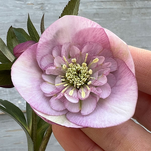 園芸ネット本店｜クリスマスローズ：スウィングセミダブル24-25／1L