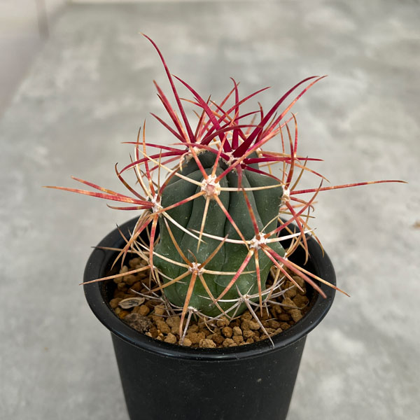 園芸ネット本店｜フェロカクタス：刈穂玉 2.5号鉢植え の通販【公式】