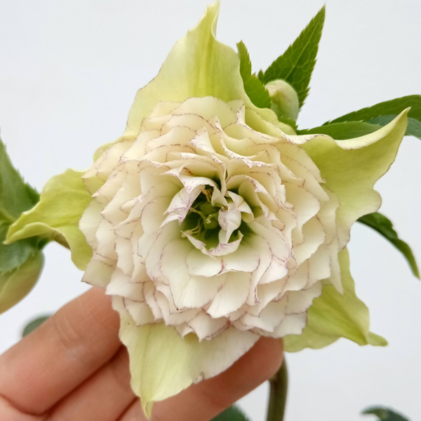 園芸ネット本店｜杉光園芸さんのクリスマスローズ：多弁系24-03糸