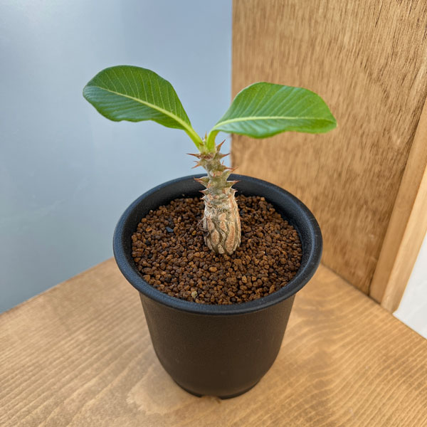 園芸ネット本店｜[ザ・ファームセレクト]パキポディウム：ウィンゾリー