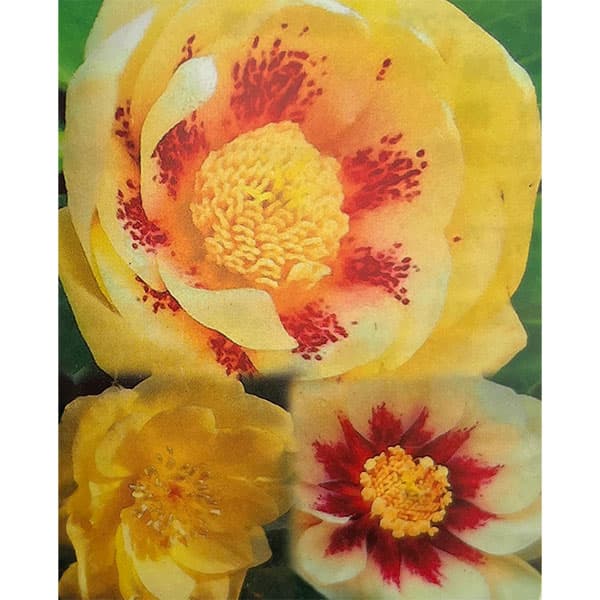 クリスマスローズ セミダブル ゴールド交配 花苗 開花株 蕾 野田園芸