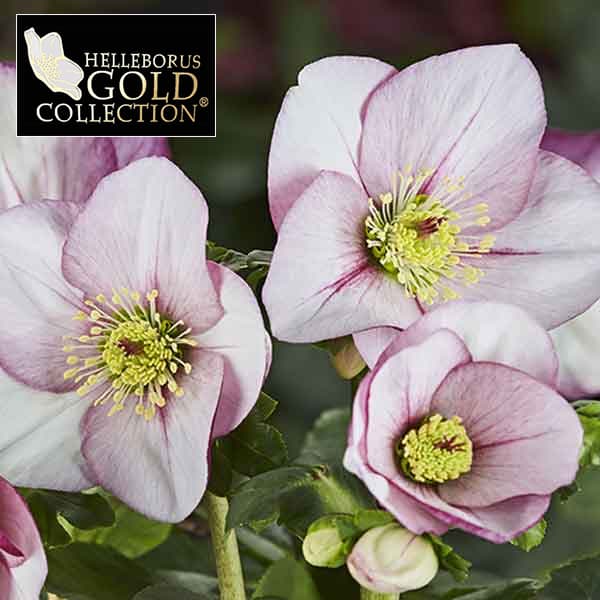 園芸ネット本店｜クリスマスローズ：*HGC 雪の妖精 リアラ4.5号ポット