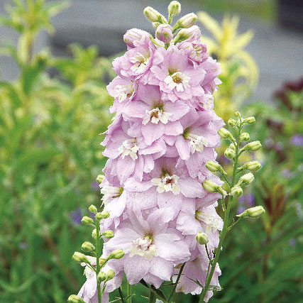 園芸ネット本店｜デルフィニウム：ピンクブラッシュ3.5号ポット の通販