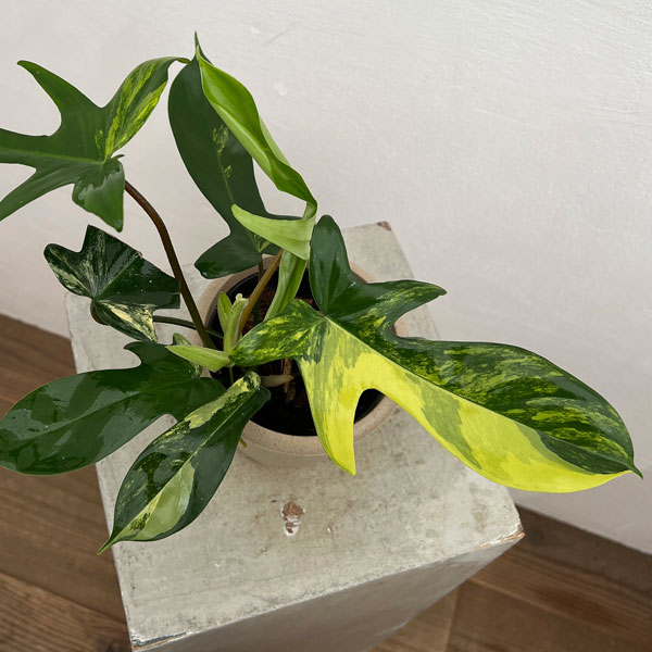 園芸ネット本店｜フィロデンドロン：フロリダビューティーバリエガータ