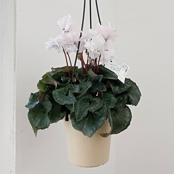 園芸ネット本店｜シクラメン：フローエル（24-03）5号鉢植え の通販