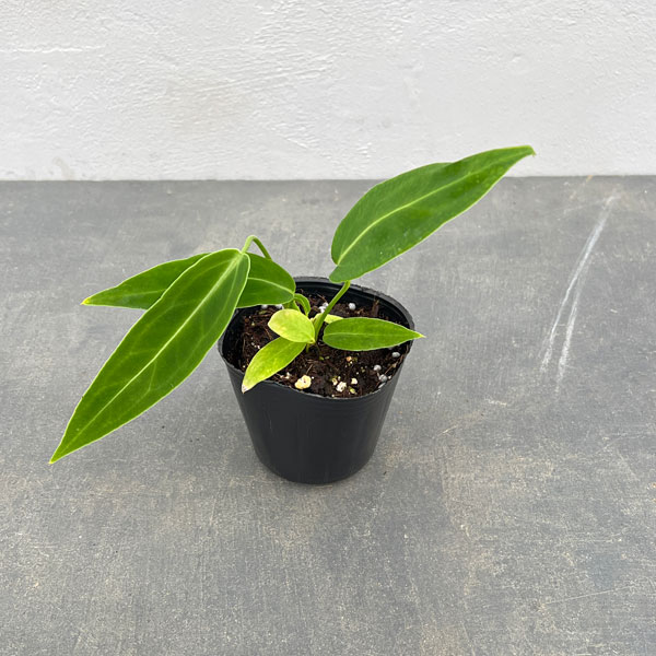 園芸ネット本店｜アンスリウム：ワロクアナム 2.5号ポット の通販【公式】