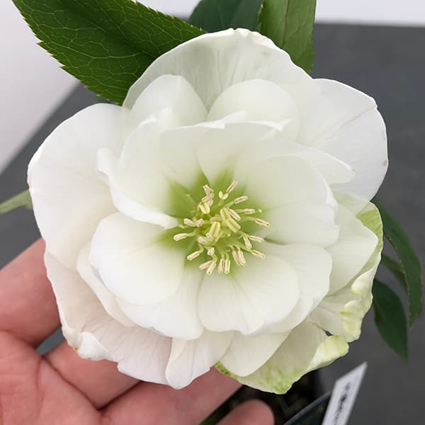 園芸ネット本店｜曽田園芸さんのクリスマスローズ：25-30大輪系ダブル