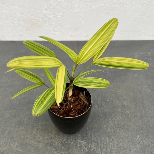 園芸ネット本店｜カンノンチク：綾錦(あやにしき) 3.5号鉢植え の通販