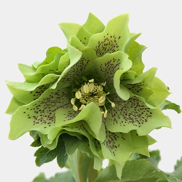 園芸ネット本店｜花郷園さんのクリスマスローズ：25-33パピエ グリーン