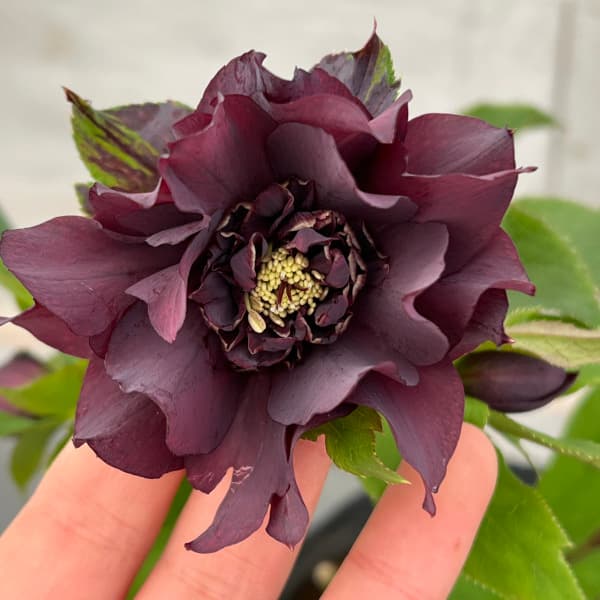 園芸ネット本店｜花郷園さんのクリスマスローズ：25-36パピエ ノワール