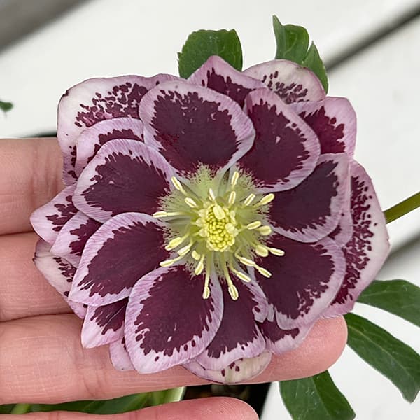 園芸ネット本店｜松村ナーセリーさんのクリスマスローズ：25-140ダブル