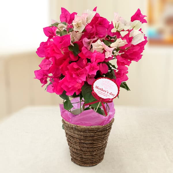 園芸ネット本店｜[送料無料][2025年 母の日ギフト][予約