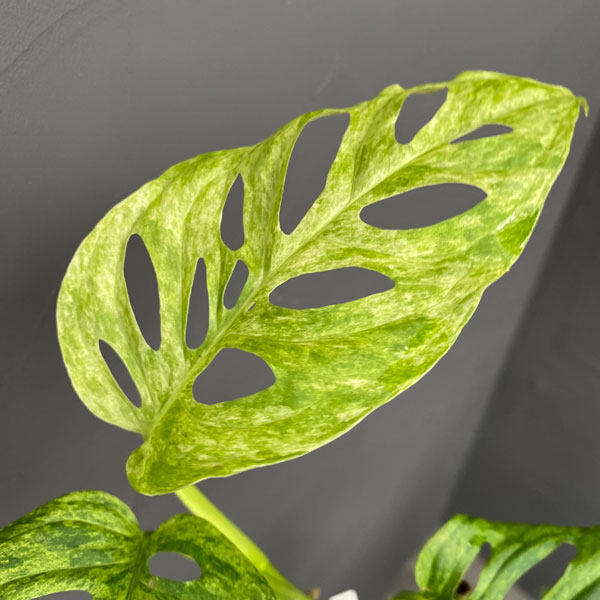 園芸ネット本店｜モンステラ：アダンソニー（マドカズラ）モットルド