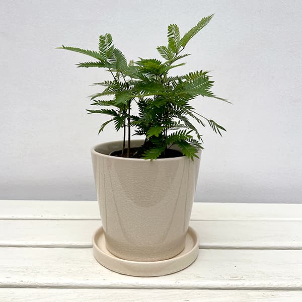 園芸ネット本店｜エバーフレッシュ・陶器鉢ベラ白皿付 の通販【公式】