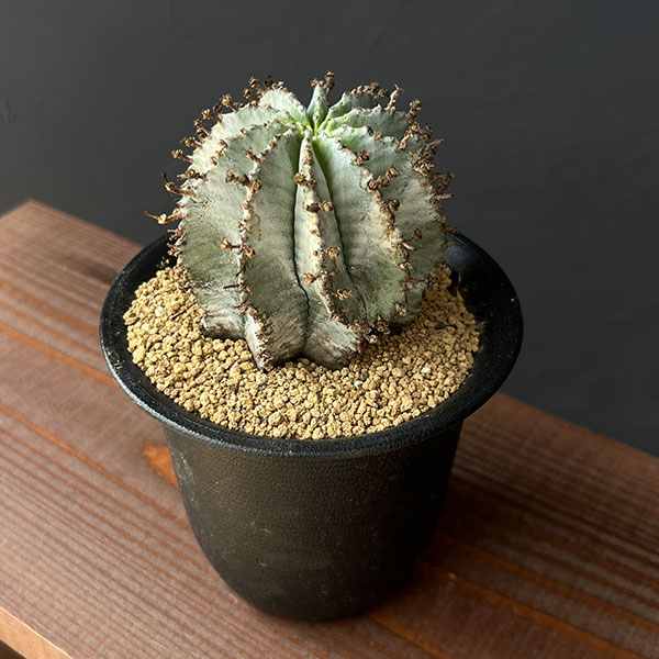 園芸ネット本店｜[ザ・ファームセレクト]ユーフォルビア：ホリダ（実生