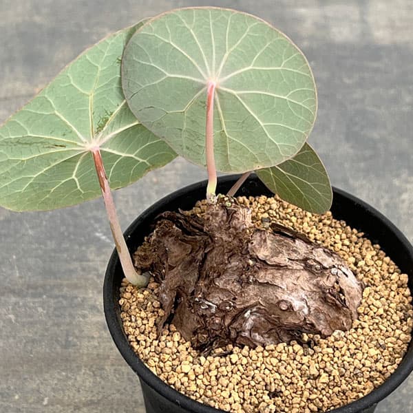 園芸ネット本店｜[ザ・ファームセレクト]ステファニア：カウィーサキー