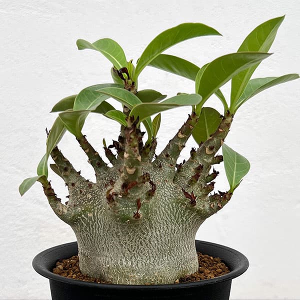 園芸ネット本店｜アデニウム：アラビカム ドワーフ 4号鉢植え の通販