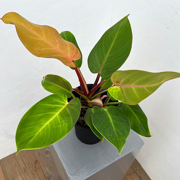 園芸ネット本店｜フィロデンドロン：イエローフレーム 4号鉢植え25-06