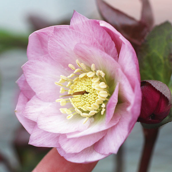 mamo様ご購入苗㉖-119クリスマスローズ mamo様ご購入苗㉖-119