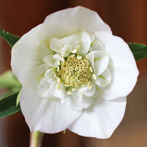 園芸ネット本店｜クリスマスローズ：ホワイトセミダブル3号ポット の