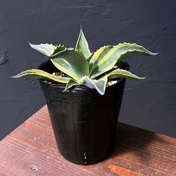 園芸ネット本店｜[ザ・ファームセレクト]アガベ：オバティフォリア