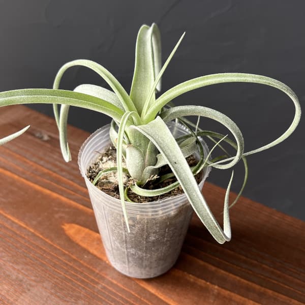園芸ネット本店｜チランジア：カーリースリム 2.5号ポット の通販【公式】