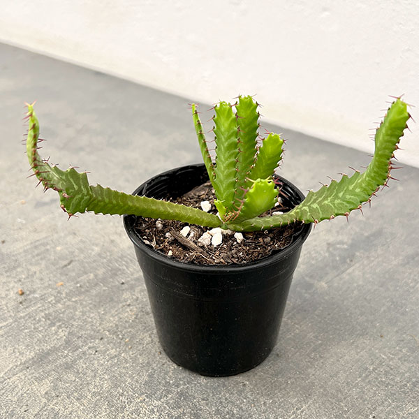 園芸ネット本店｜ユーフォルビア：ステラータ 飛竜 2.5号 の通販【公式】