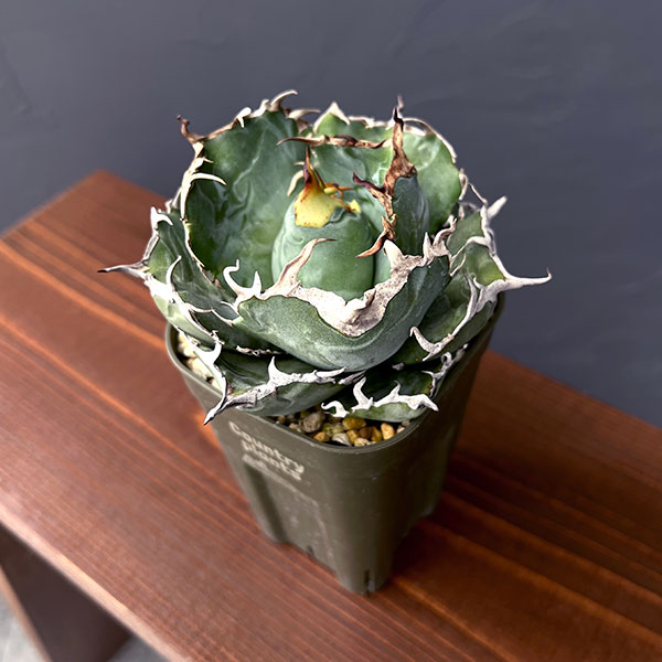 園芸ネット本店｜アガベ：チタノタ 白鯨 3号鉢植え25-04 の通販【公式】