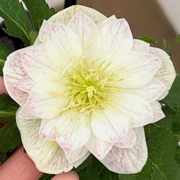 園芸ネット本店｜クリスマスローズ：セレクトダブル26-11／1.5Lポット