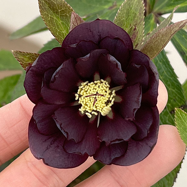 園芸ネット本店｜クリスマスローズ：ベルギー育種 ダブルブラック26-20