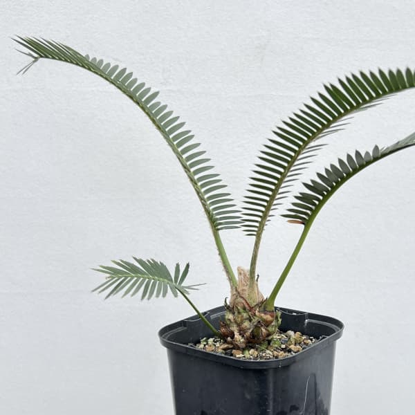 園芸ネット本店｜ディオーン：エデュレ 3.5号鉢植え の通販【公式】