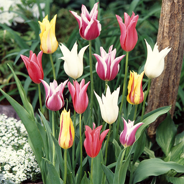 園芸ネット本店｜チューリップ（ゆり咲）：混合4球入り（L） の通販