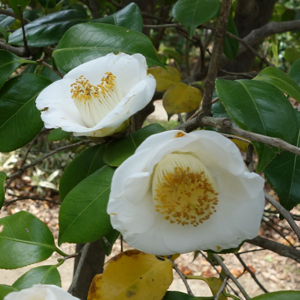園芸ネット本店｜ツバキ（椿）：加茂本阿弥（かものほんあみ）4号