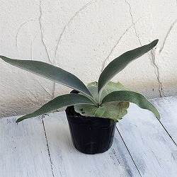 園芸ネット本店｜ビカクシダ：ミックススポア株（willinckii Wild Cat