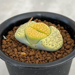 園芸ネット本店｜ハオルチア：翠雲錦2.5号鉢植え の通販【公式】