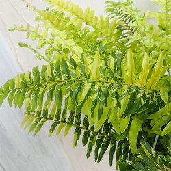 園芸ネット本店｜観葉植物:シダ類 の商品一覧 【公式】