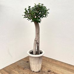 園芸ネット本店｜フィカス：ベンガレンシス クリシュナ 3.5号ポット の