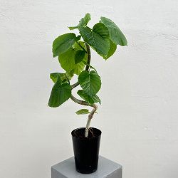 園芸ネット本店｜フィカス：ベンガレンシス クリシュナ 3.5号ポット の