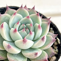 園芸ネット本店｜エケベリア の商品一覧【公式】