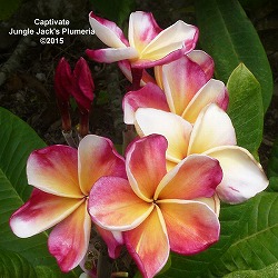 園芸ネット本店｜プルメリア：CS3・5号鉢植え の通販【公式】