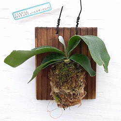 園芸ネット本店｜ビカクシダ：ミックススポア株（willinckii Wild Cat