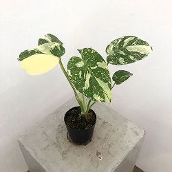 園芸ネット本店｜モンステラ：タイコンステレーション 選抜株 3号