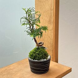 園芸ネット本店｜五葉松と南天の盆栽 の通販【公式】